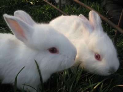 Ready for Rabbits Image